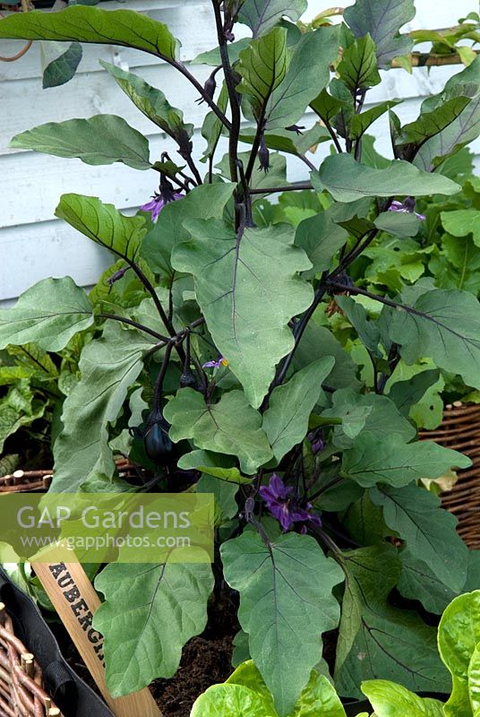 Aubergine plant growing in bag inside basket container, with printed wooden label - RHS Hampton Court Flower Show 2010