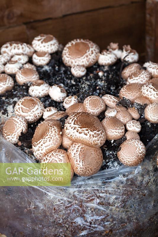 Chestnut mushrooms 'Bella' in the 'Home Grown' garden at RHS Hampton Court Flower Show 2010