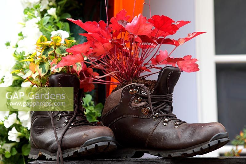 Heuchera in boots - The Girlguiding UK Centenary Garden, Silver Gilt medal winner at RHS Hampton Court Flower Show 2010