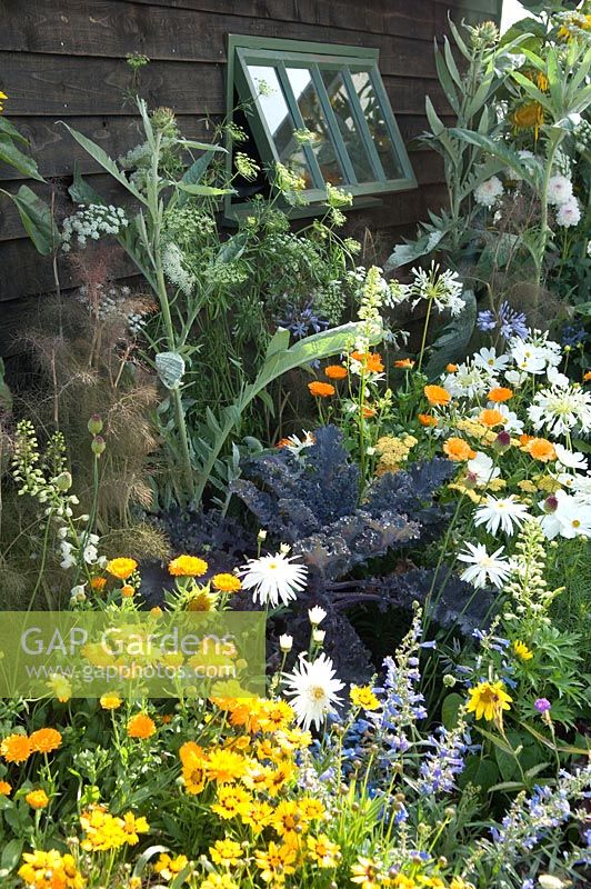 Flowerbed near shed - Cosmos, Calendula, Fennel, Helianthus, Agapanthus and Salvia - RHS Hampton Court Palace Flower Show 2010
