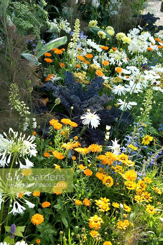 Cosmos, Calendula, Fennel, Helianthus, Agapanthus and Salvia - RHS Hampton Court Palace Flower Show 2010