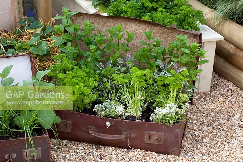 Unusual planting of herbs growing in old suitcases - RHS Hampton Court Flower Show 2010
