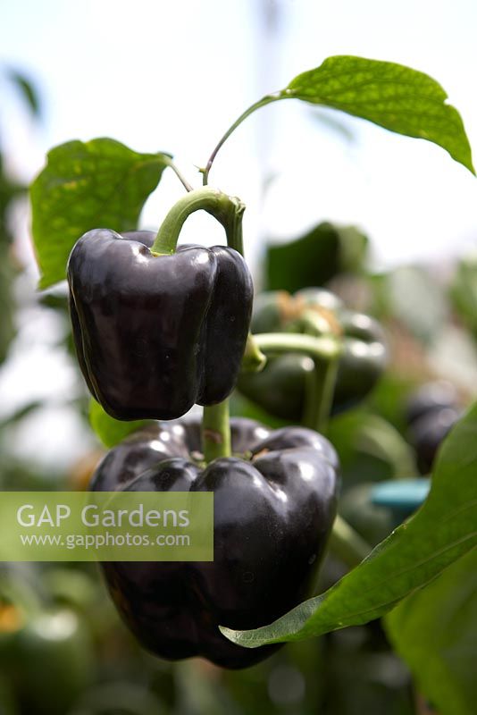 Pepper 'Mavis' -  Black sweet peppers at RHS Hampton Court Flower Show 2010 
