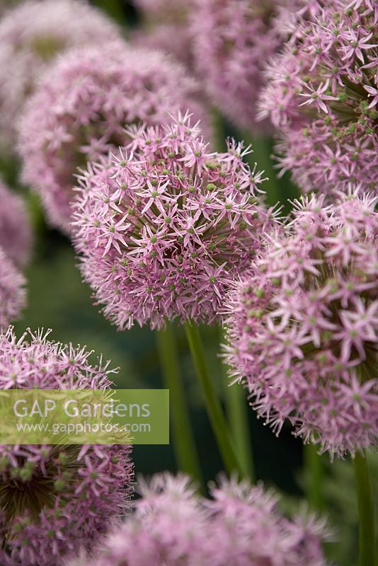 Allium 'Gladiator' - RHS Hampton Court Flower Show 2010 

