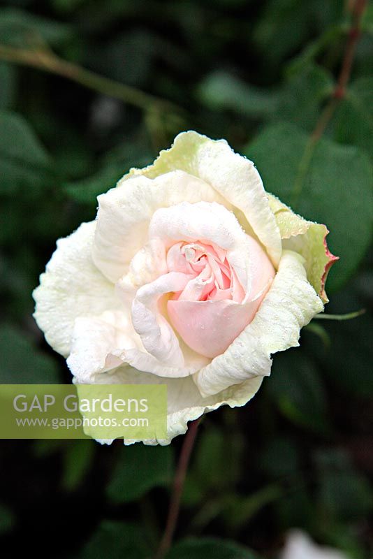 Rosa 'Madame Alfred Carriere' AGM Climbing Rose