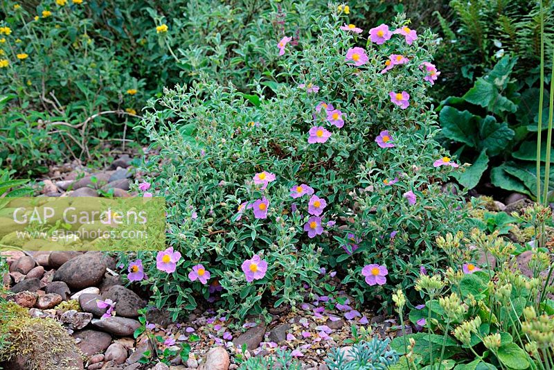 Cistus creticus - Rock Rose in Holbrook Garden