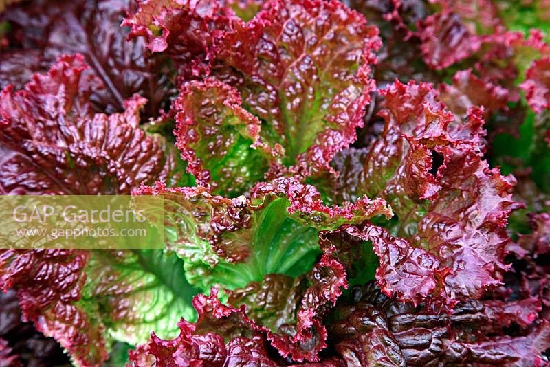 Lollo Rossa 'Falbala', Salad Crop