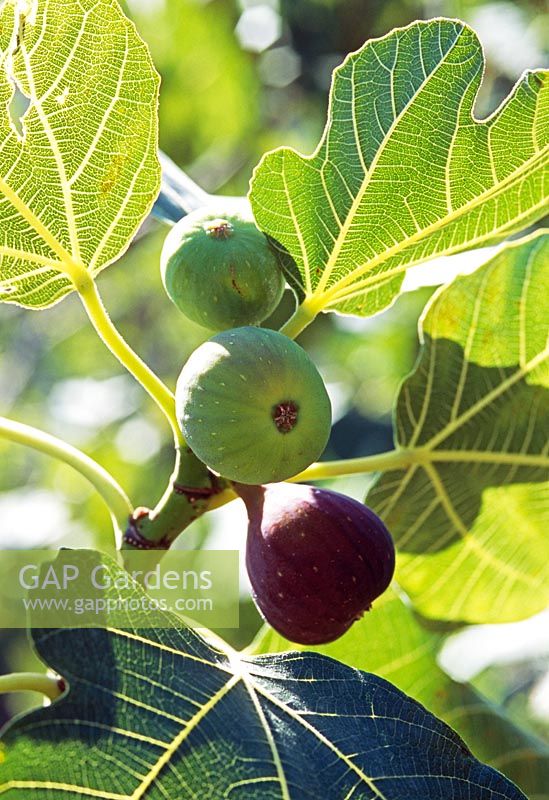 Ficus carica - Figs