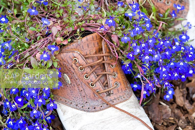 Lobelia growing in a shoe