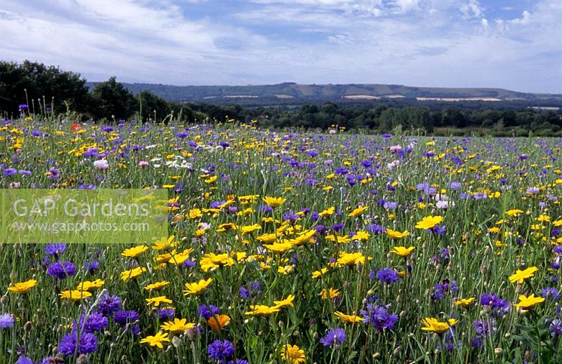 Sussex meadow with cornflowers, English and Californian poppies and corn marigolds