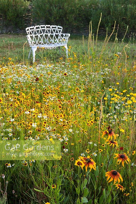 Escscholzia, Rudbeckia hirta and Pyrethrum in meadow with painted white bench - The Oast House Sussex 