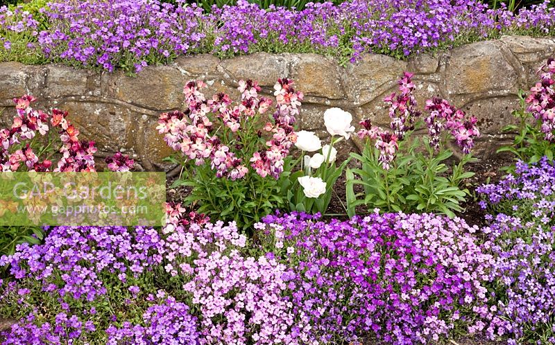 Tulips, Wallflowers and Aubretia around stonewall - NGS, Grafton Cottage, Barton-under-Needwood, Staffordshire