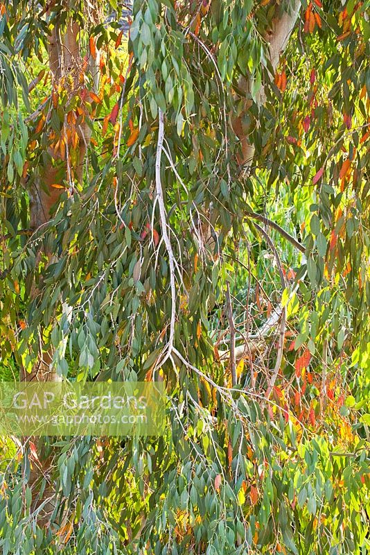 Eucalyptus tree losing leaves due to drought conditions