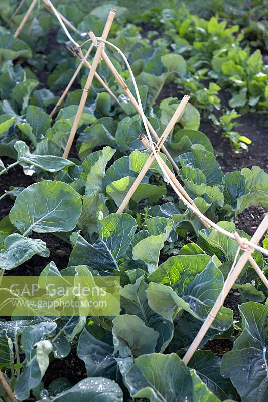 Vegetable plot with Brassica - Brussel sprouts with bird deterrant and Spinacia oleracea - Spinach in background.
