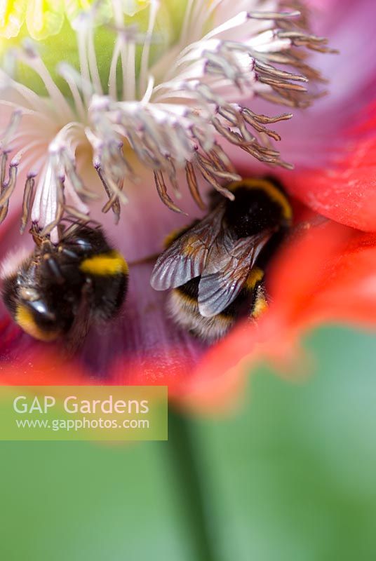 Papaver orientale with bumble bees