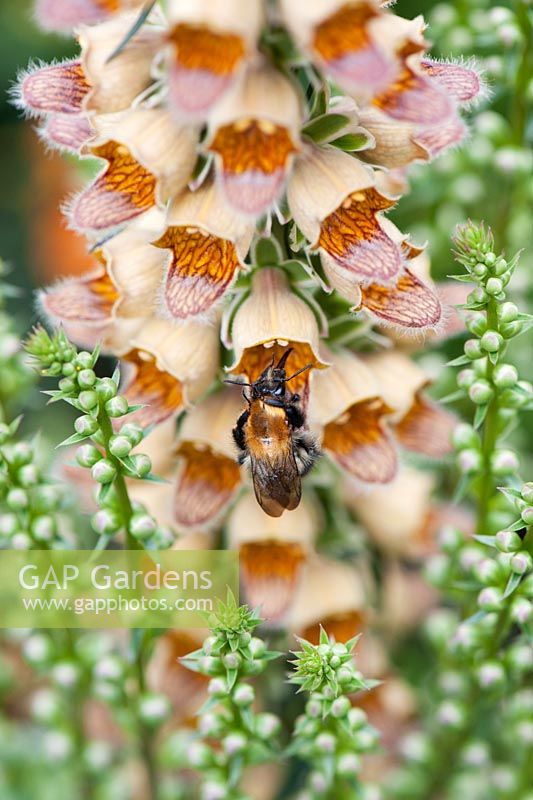 Bombus pascuorum - Common Carder bumble bee feeding on Digitalis ferruginea
