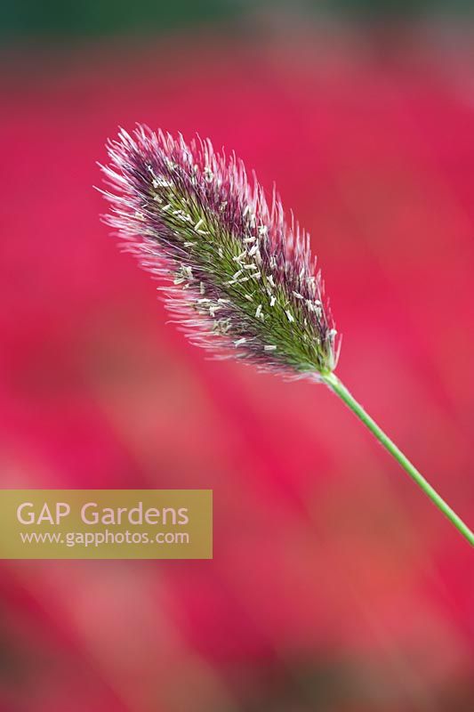 Pennisetum thunbergii 'Red Buttons' - Fountain grass
