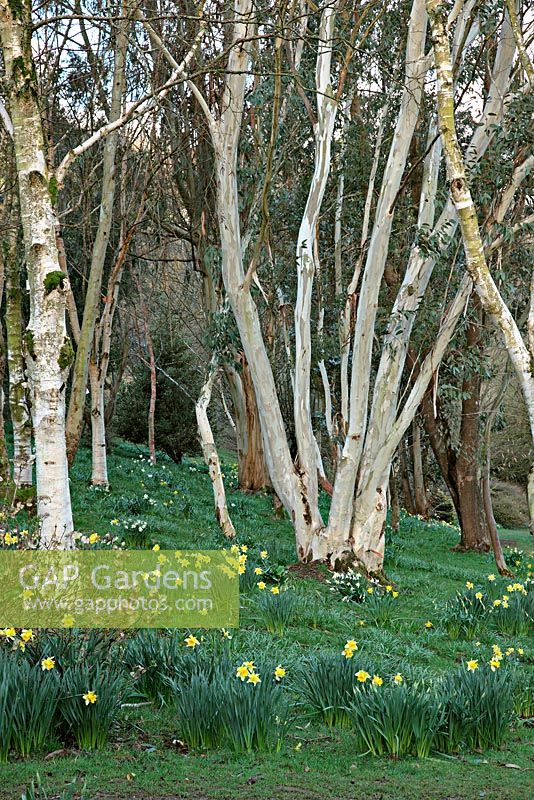 A multistemed Eucalyptus pauciflora subsp. debeuzevillei at Marwood Hill Gardens, North Devon