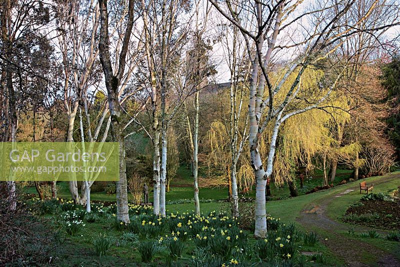 Betula ermanii 'Graywsood Hill' AGM on right in a glade of Birches and Eucalytpus at Marwood Hill Gardens, North Devon