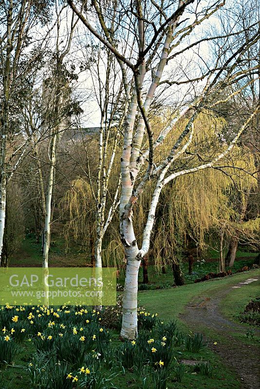 Betula ermanii 'Graywsood Hill' AGM in a glade of Birches and Eucalytpus at Marwood Hill Gardens, North Devon