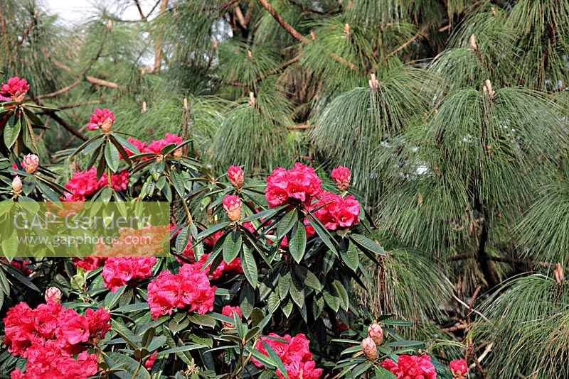 Rhododendron 'Noyo Chief' x 'Etta Burrows' is a contender to be named and propagated according to head gardener Malcolm Pharaoh at Marwood Hill Gardens, North Devon. Shown with Pinus montezumae