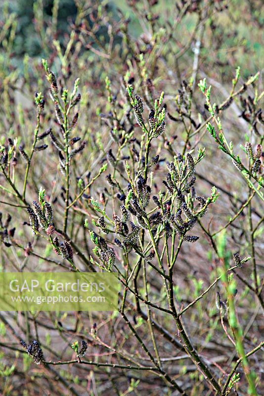 Salix gracilistyla 'Melanostachys' at Marwood Hill Gardens, North Devon