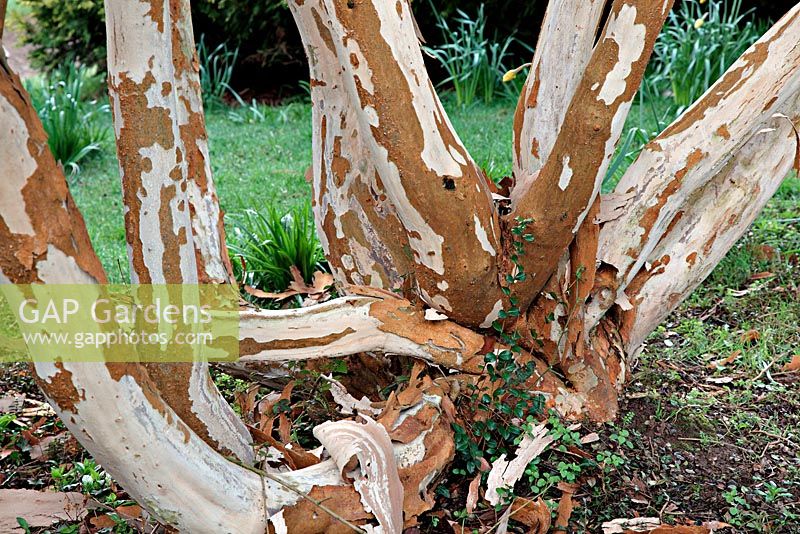 Luma apiculata - Chilean Myrtle, AGM at Marwood Hill Gardens, North Devon