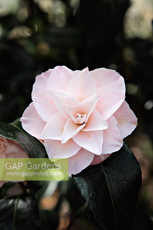 Camellia japonica 'Berenice Perfection' at Marwood Hill Gardens, North Devon