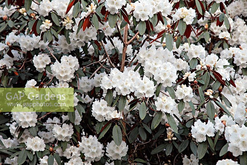 Rhododendron 'Sir Charles Lemon' at Marwood Hill Gardens