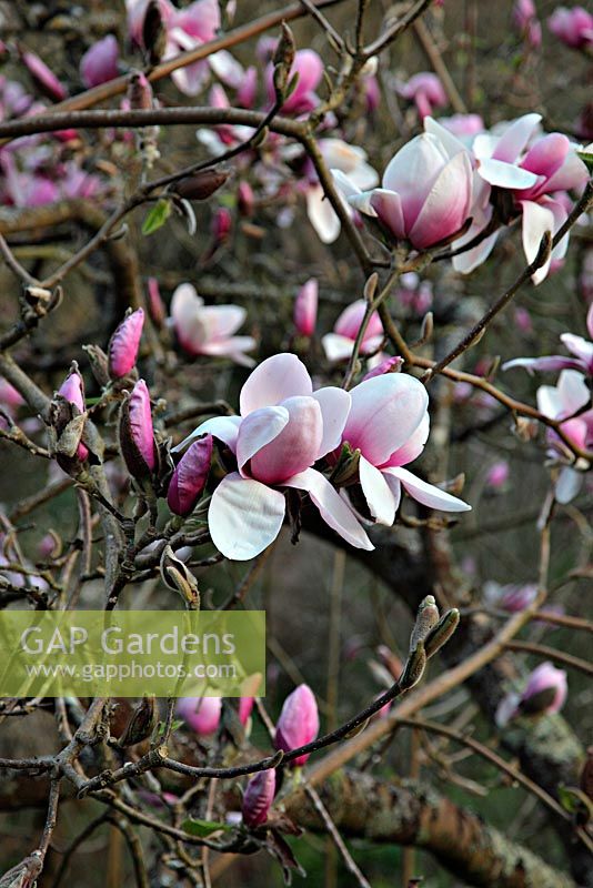 Magnolia 'Iolanthe' at Marwood Hill Gardens