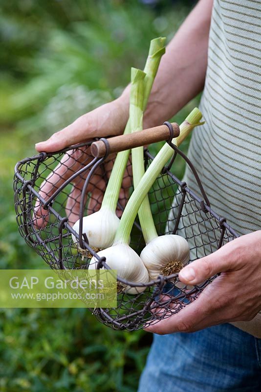 Allium sativum 'Solent Wight' - Man holding garlic in a wire basket