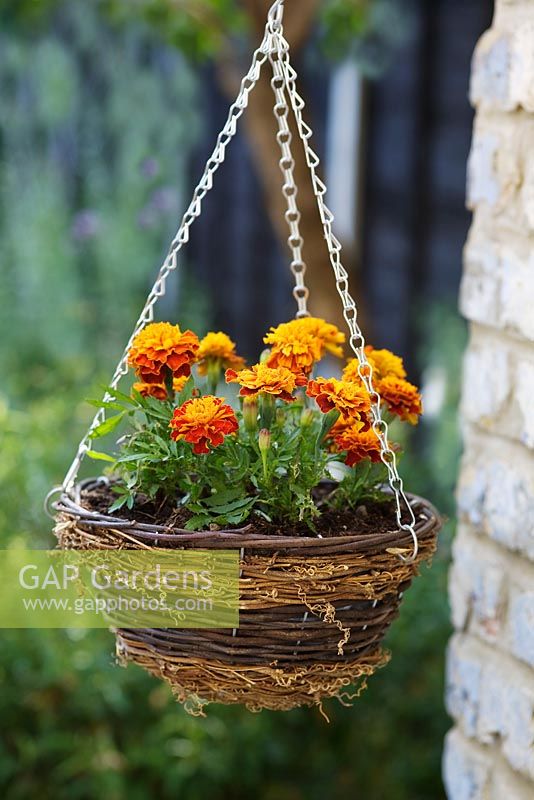 Image of Marigolds hanging basket