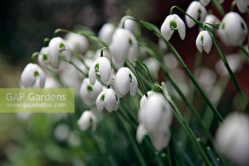 Galanthus 'Dionysus' - Double snowdrops