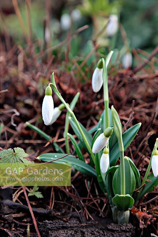 Galanthus plicatus 'Warham' - Snowdrops at Little Cumbre, Exeter during February