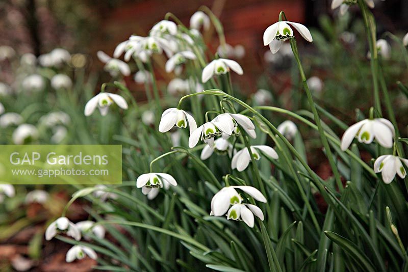 Galanthus 'Dionysus' - Snowdrops at Little Cumbre, Exeter during February