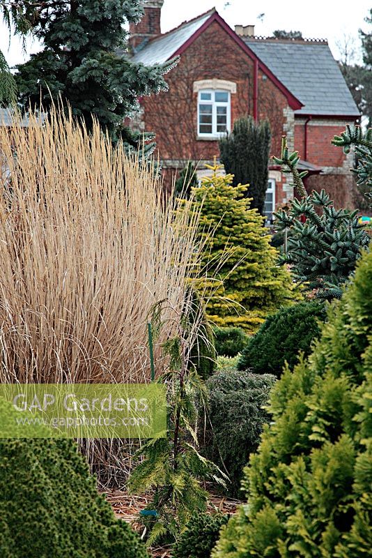 Miscanthus sinensis and the golden Abies nordmanniana 'Golden Spreader' AGM during winter at Foxhollow Garden near Poole, Dorset
