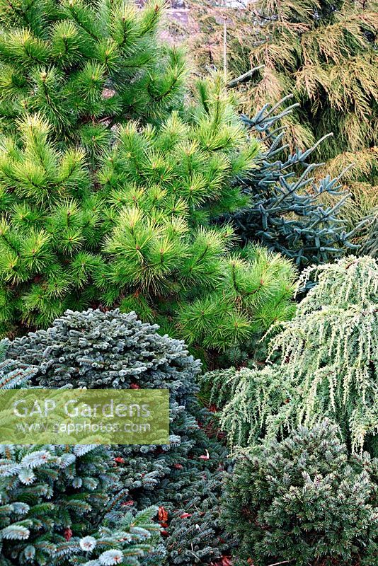 The golden Pinus radiata 'Aurea' group, the blue Picea sitchensis 'Papoose', syn. P sitchensis 'Tenas', the weeping Cedrus deodara 'Lime Glow' and Cupressus macrocarpa 'Saligna Aurea' - rear right and Abies pinsapo 'Soltau' - blue centre back. Foxhollow Garden near Poole, Dorset