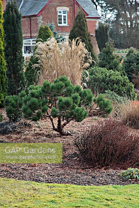 Bonsai trained Pinus nigra 'Black Prince' with Miscanthus sinensis 'Flamingo' at rear - Foxhollow Garden near Poole, Dorset
