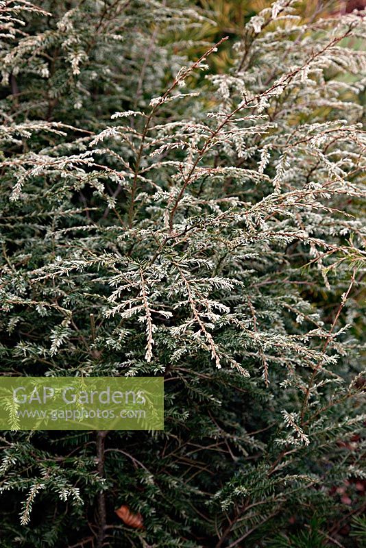 Tsuga canadensis 'Gentsch White' at Foxhollow Garden near Poole, Dorset