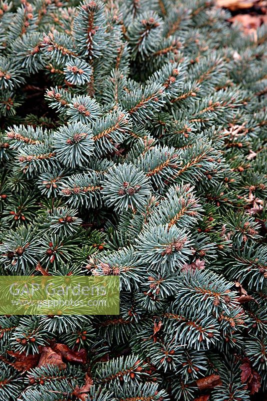 Picea pungens 'Gloria' at Foxhollow Garden near Poole, Dorset