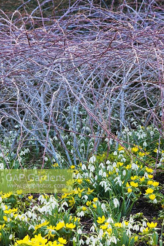 Winter border with the white stems of Rubus biflorus, Eranthis and Galanthus - Snowdrops at Cambridge Botanic Garden
 