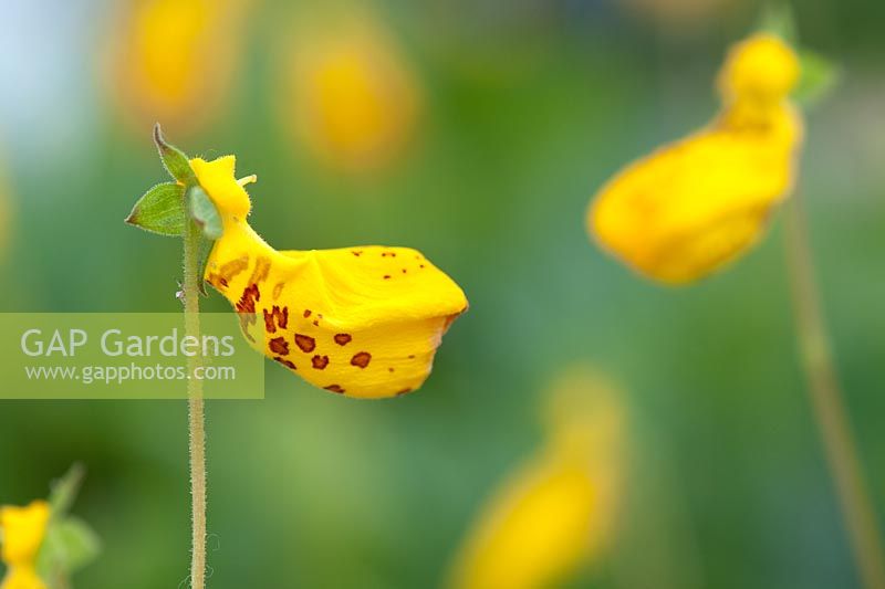 Calceolaria John Innes - Slipper Flower