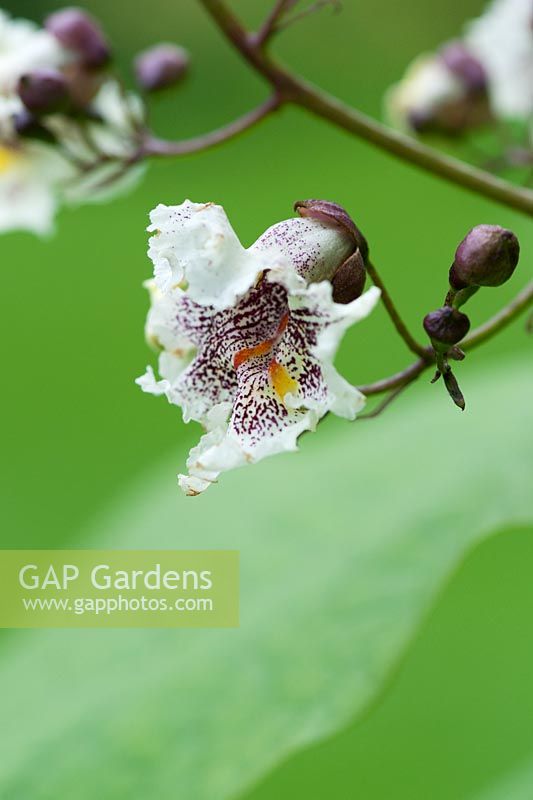 Catalpa bignonioides - Indian Bean Tree flower