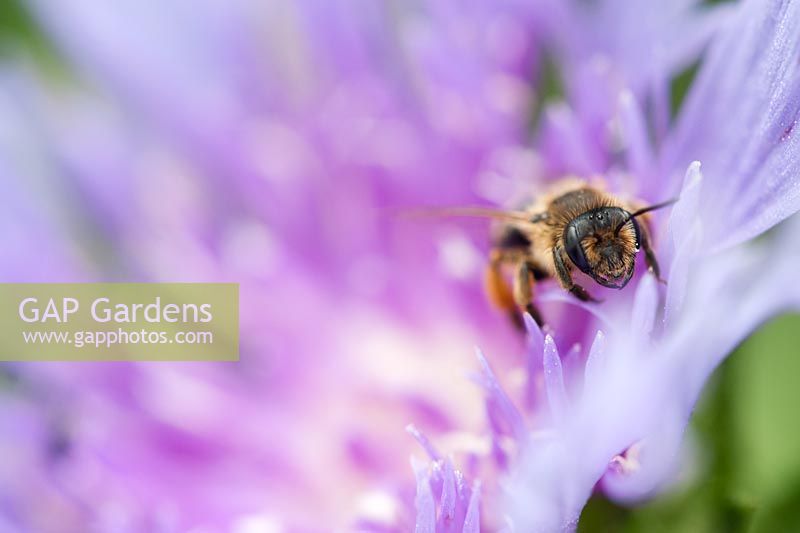 Apis - Honey bee on a purple flower