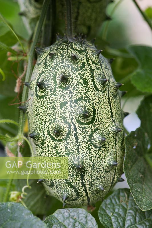 Cucumis metuliferus - Horned melon cucumber