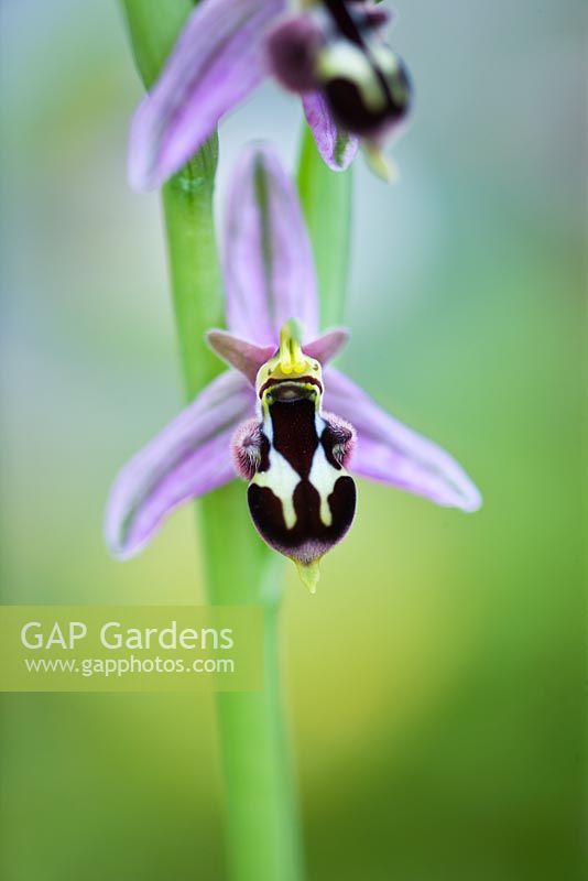 Ophrys apifera x rheinholdii - Bee orchids