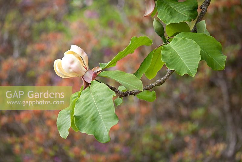 Magnolia hypoleuca - Whitebark Magnolia