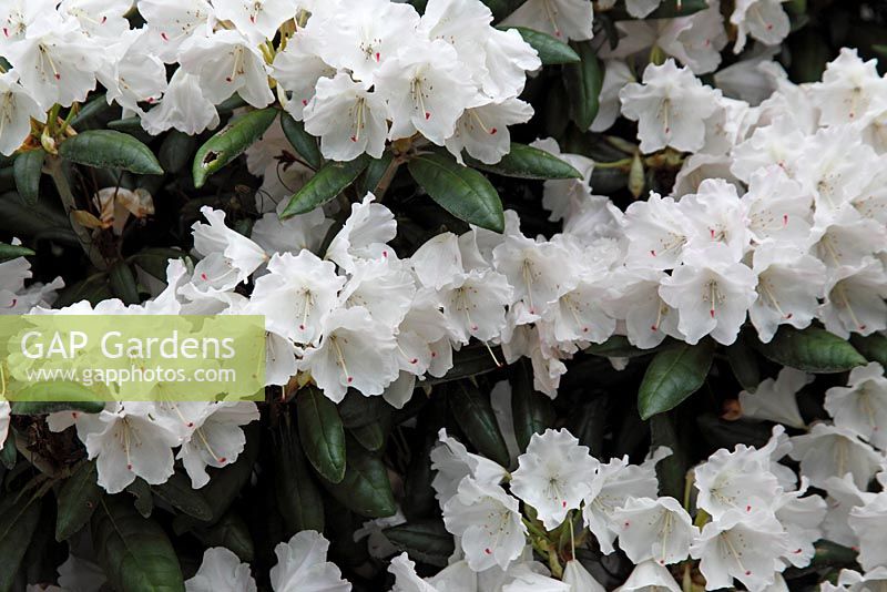 Rhododendron 'Crete'