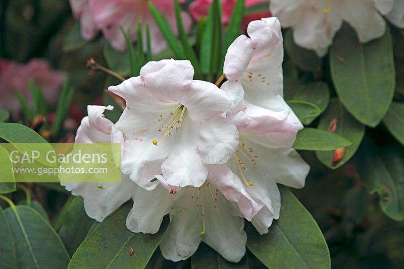 Rhododendron loderi 'St Edmund'