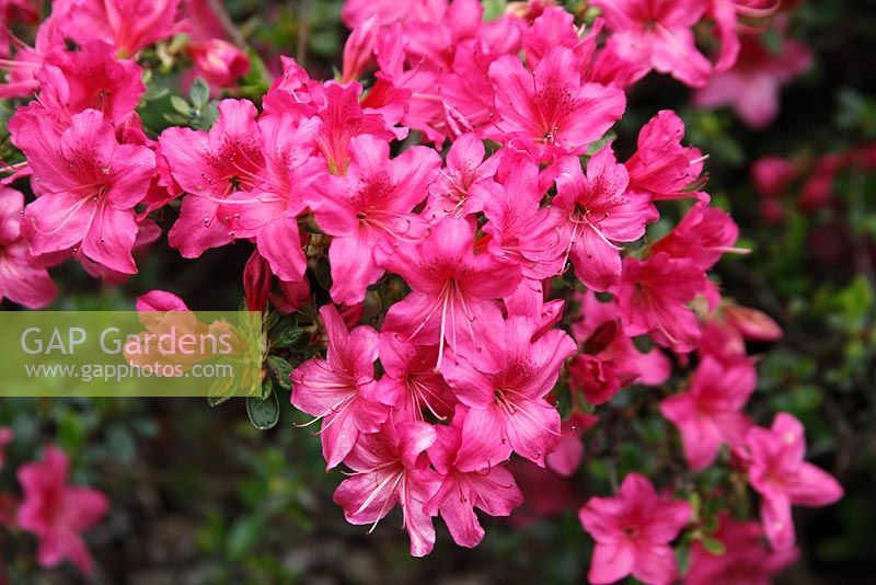 Rhododendron 'Advance'